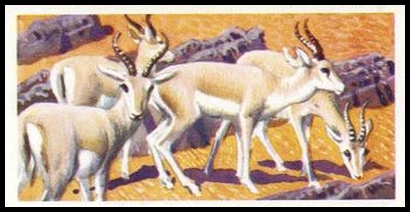 36 Goitred Gazelle